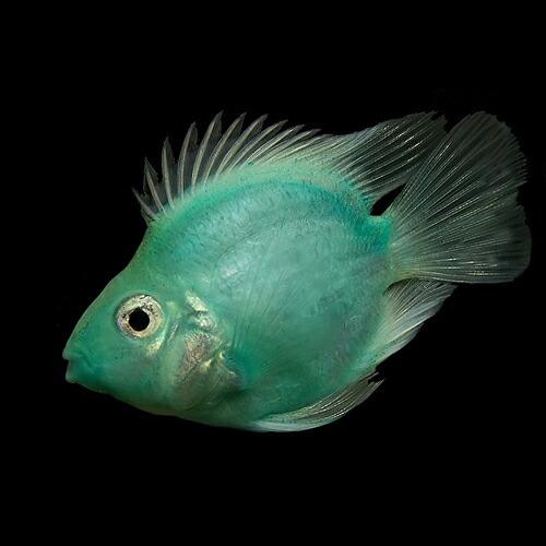 熱帯魚 グリーンパロットファイヤーシクリッド 約5cm 1匹 A13 4 熱帯魚通販のネオス 通販 Yahoo ショッピング