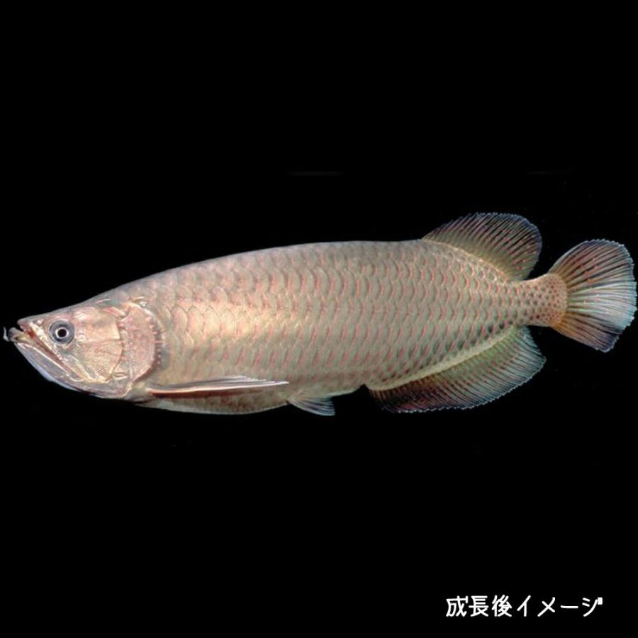 ノーザンバラムンディ. 水族館魚図鑑-ノーザンバラムンディ(Scleropages jardinii) - 動物園