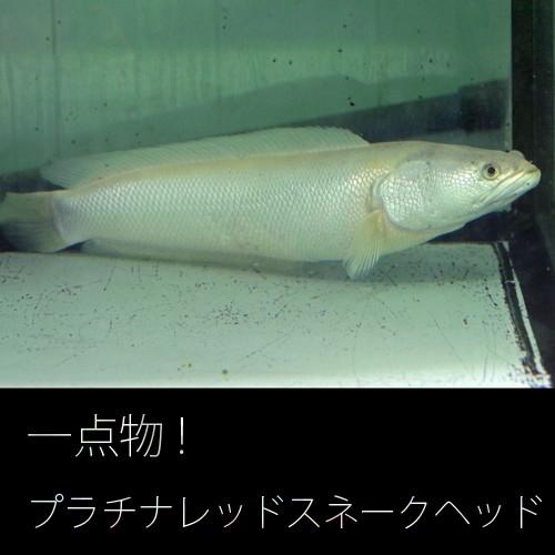 レットスネイクヘッド25cm± 熱帯魚)プラチナレッドスネークヘッド 約25cm 1匹 【代引き不可