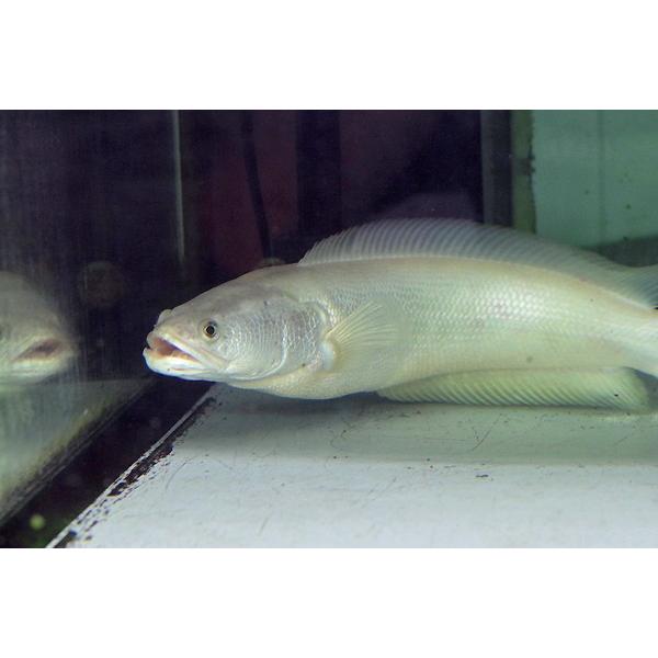 レットスネイクヘッド25cm± 熱帯魚)プラチナレッドスネークヘッド 約25cm 1匹 【代引き不可
