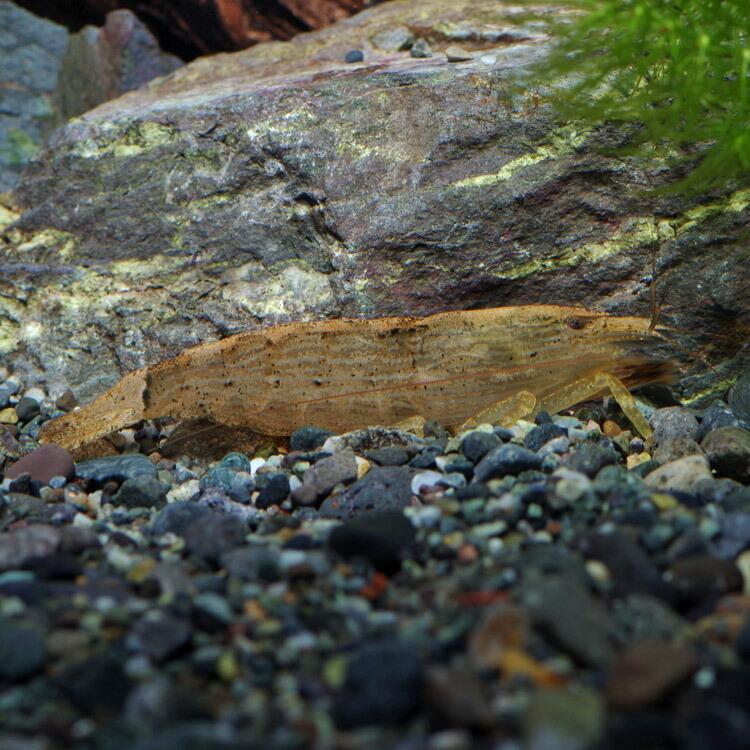 エビ)ロックシュリンプ 約3-5cm 1匹 :a15-1120:熱帯魚通販のネオス - 通販 - Yahoo!ショッピング エビ)ロックシュリンプ 約3-5cm 1匹 :a15-1120:熱帯魚通販のネオス - 通販 - Yahoo!ショッピング