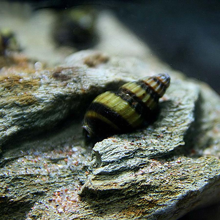 貝 スネールキラースネール 3匹 お得なキャンペーンを実施中