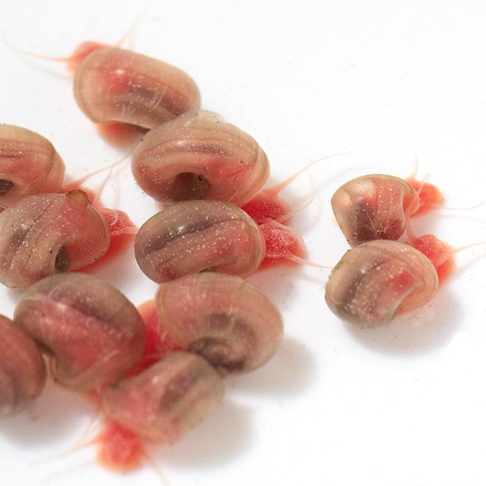 お買い得、ピンクラムズ10匹 お買い得、ピンクラムズ10匹