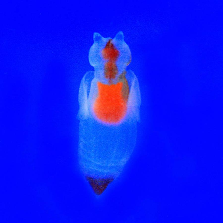 (貝)流氷の天使　クリオネ　Mサイズ　約1cm　10匹 