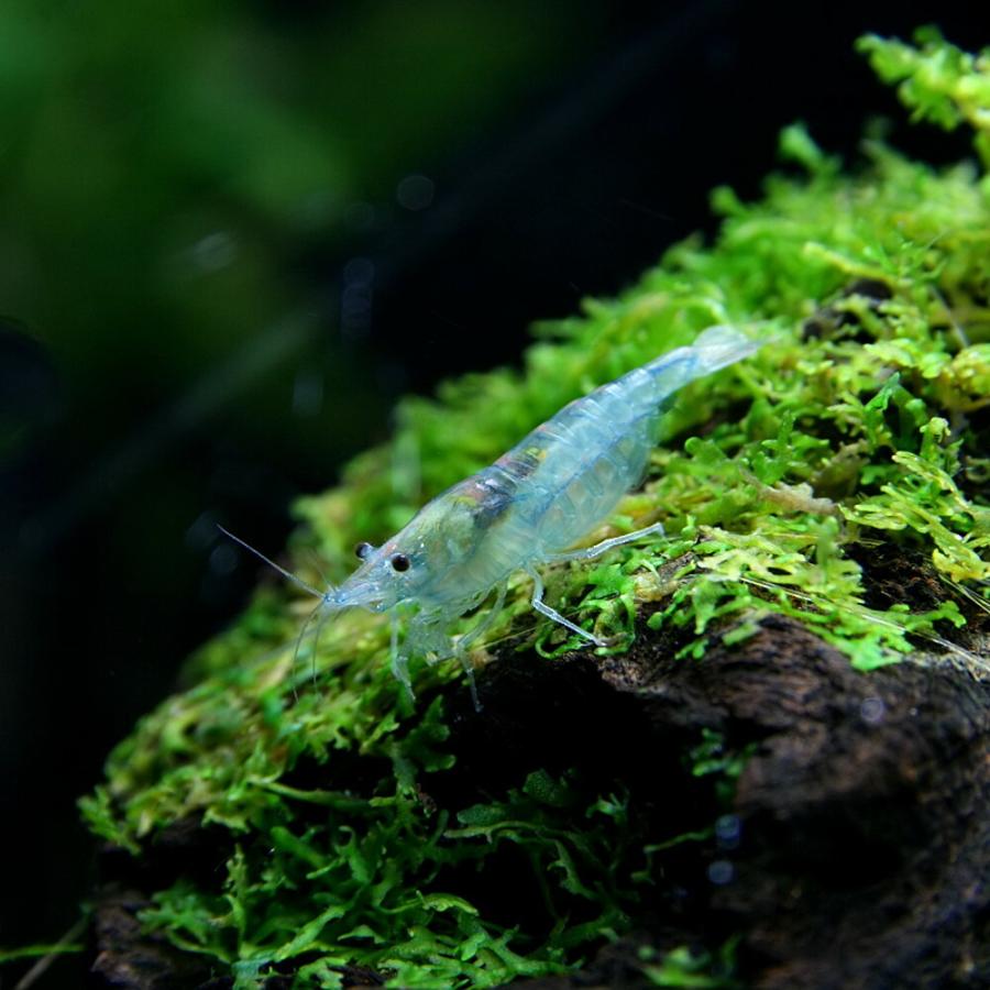 エビ ブルーダイヤモンドシュリンプ ベルベットブルーシュリンプ 約1 5cm 3匹 お買い得