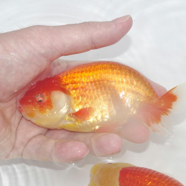 金魚)【数量限定】浜松金魚品評会準優勝 らんちゅう【国産 根木清次氏 