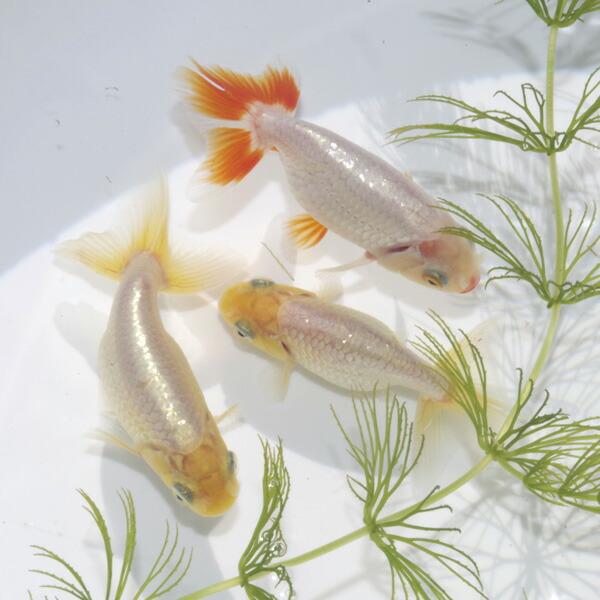 金魚)【数量限定】 大阪らんちゅう 白【国産】（6cm前後）（1匹