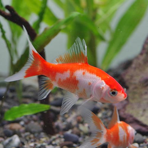 限定special Price 金魚 更紗コメット 約７cm ３匹 サラサ コメット Shipsctc Org