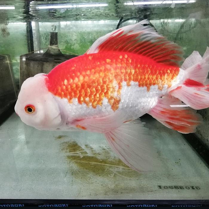 金魚 更紗ジャンボオランダ獅子頭 約30cm メス 4歳 A16 27 1 熱帯魚通販のネオス 通販 Yahoo ショッピング