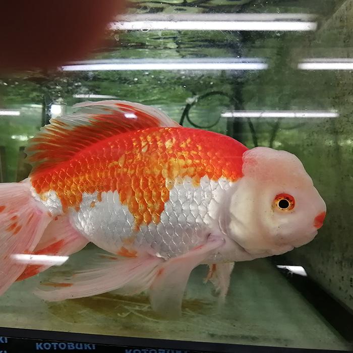 金魚)更紗ジャンボオランダ獅子頭 約30cm メス 4歳 : 熱帯魚通販の