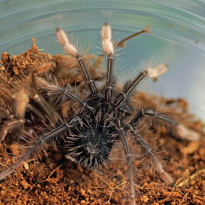 代引き不可）（航空便地域不可）世界最大種 ゴライアスピンクフット