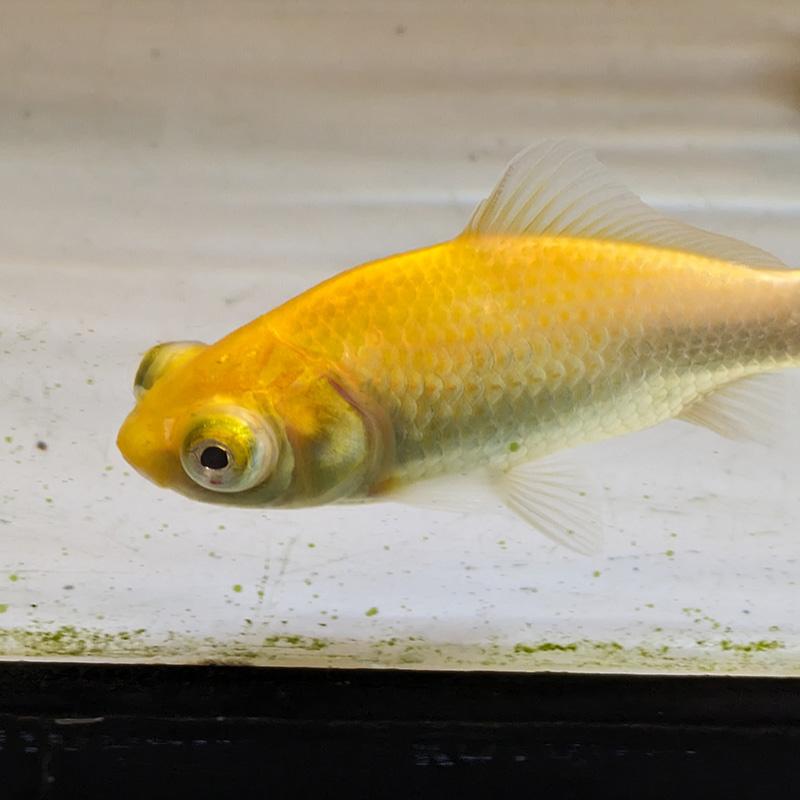 金魚)イエロー柳出目金 (約10cm)(2匹) : 熱帯魚通販のネオス - 通販 