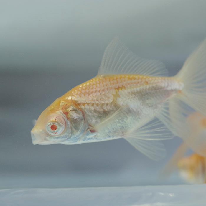 金魚 生体)アルビノ 出目金 （約5cm）（1匹） : 熱帯魚通販のネオス