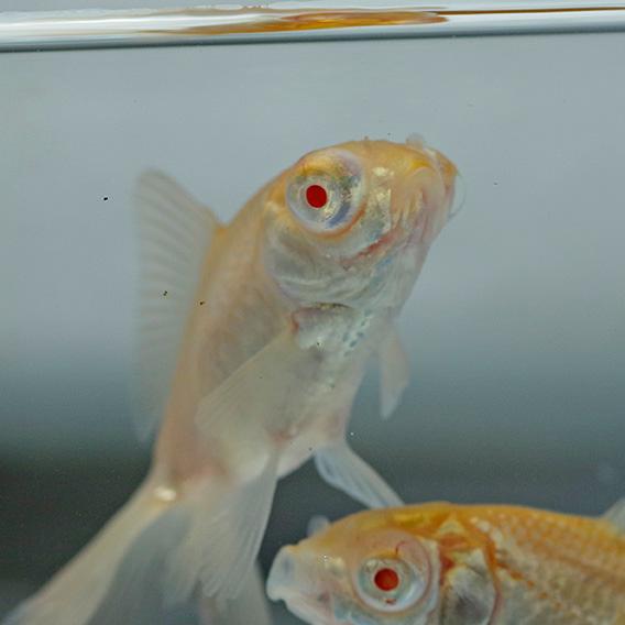金魚 生体)アルビノ 出目金 （約5cm）（1匹） : 熱帯魚通販のネオス