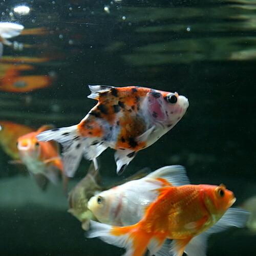 金魚 国産 B品 ミックス金魚 約3 5cm 10匹 オタマ金魚ミックス A16 14 熱帯魚通販のネオス 通販 Yahoo ショッピング