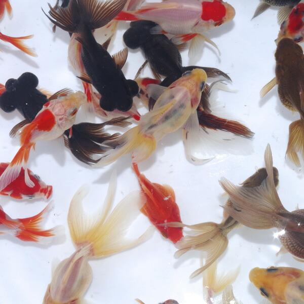 金魚)ミックス金魚【国産】（約3-5cm）5匹 オタマ金魚ミックス