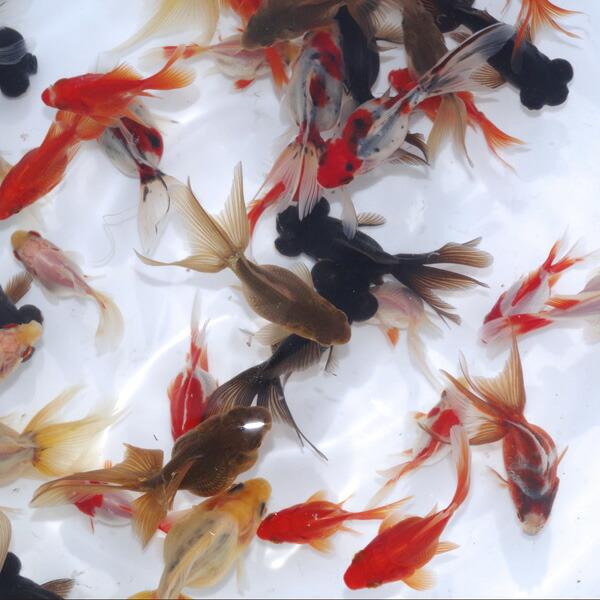 金魚)ミックス金魚【国産】 （約３-５cm）１０匹 オタマ金魚ミックス :a16-250112-8:熱帯魚通販のネオス - 通販 -  Yahoo!ショッピング