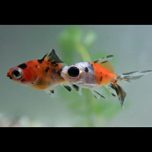 金魚)ミックス出目金 約5-8cm 3匹 : 熱帯魚通販のネオス - 通販