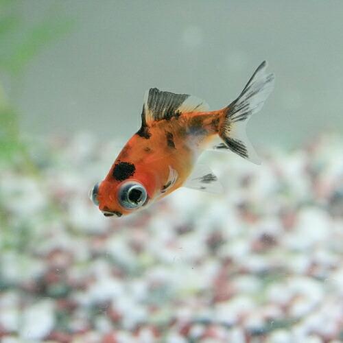 金魚)ミックス出目金 約5-8cm 3匹 : 熱帯魚通販のネオス - 通販
