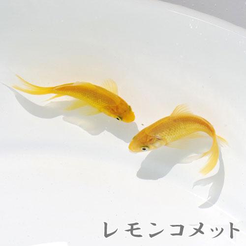 金魚 国産 レモンコメット 1匹 約5-6cm 公式サイト 楽天1位