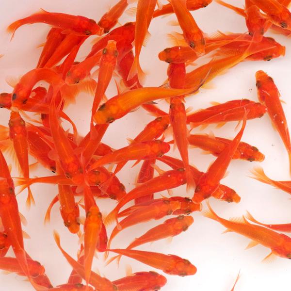 売れ筋 金魚 金魚すくい イベントに 和金s 約4cm 1000匹 正規激安 Kuljic Com