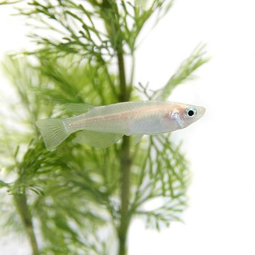 (めだか)白メダカ　約２-３cm　１００匹｜fish-y｜02