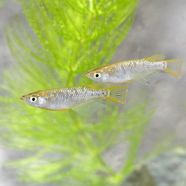 在庫限り 日淡 琥珀ラメレインボー メダカ 約２ ３cm ５匹 Shipsctc Org