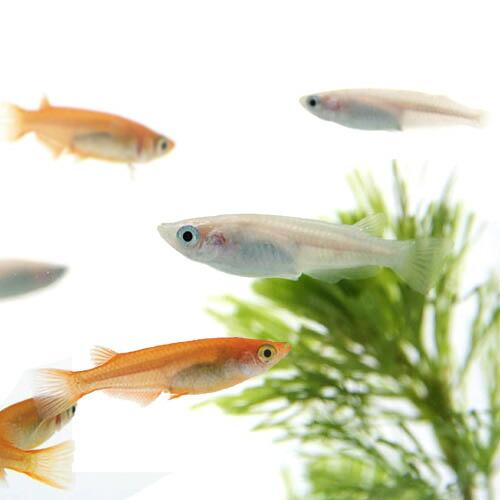 人気 メダカ紅白セット 楊貴妃メダカ 5匹 計10匹セット 国内正規総代理店アイテム 約２cm 白メダカ