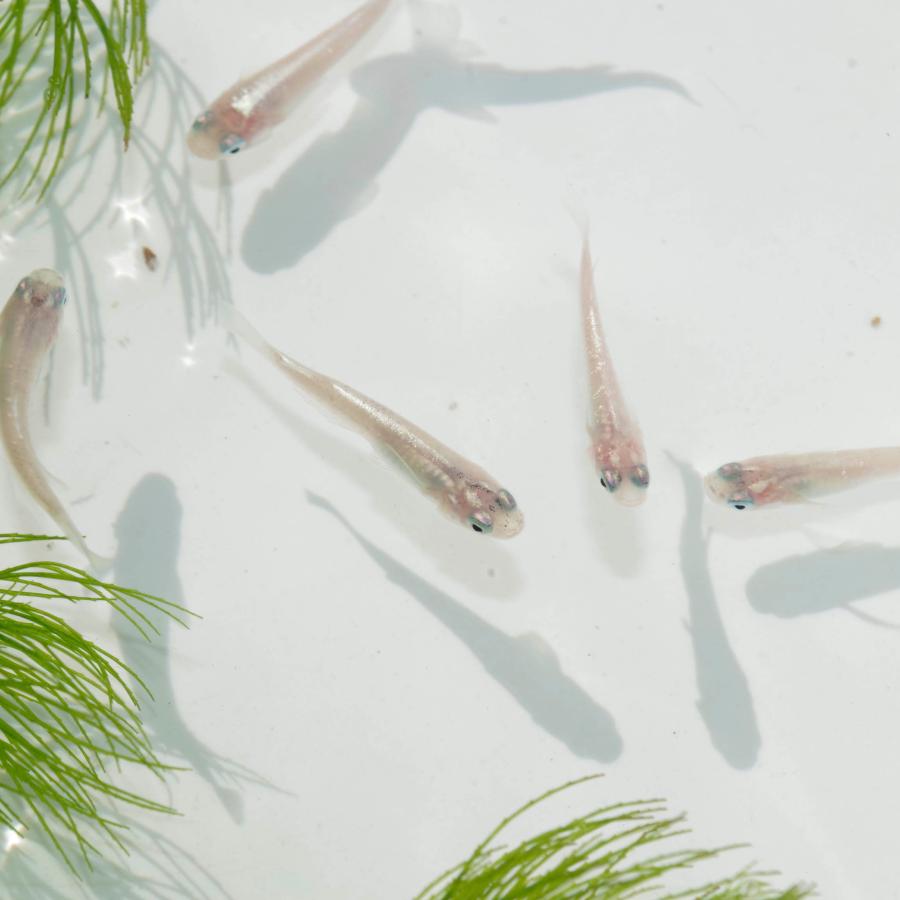 日淡 ダイヤモンドダスト メダカ 約２ 5 3cm 3匹 大きい割引