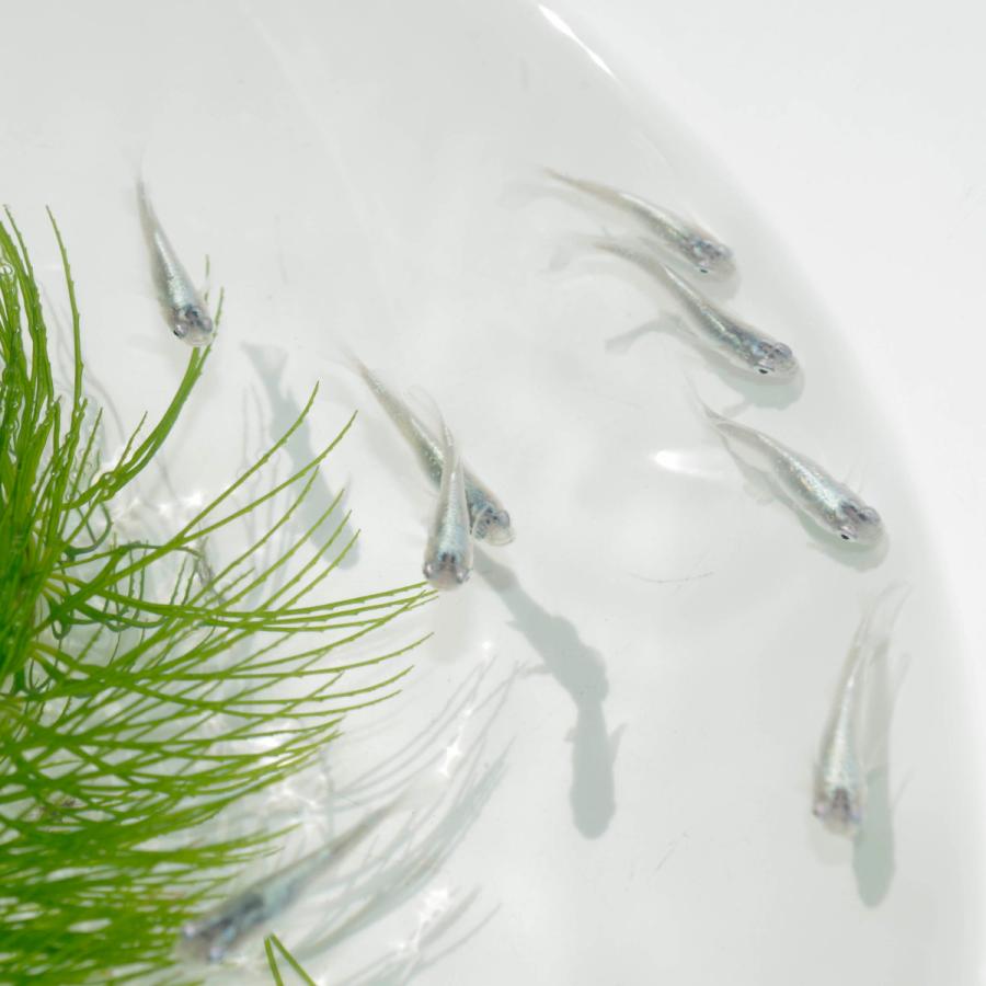 在庫限り 日淡 琥珀ラメレインボー メダカ 約２ ３cm ５匹 Shipsctc Org