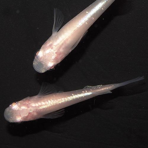 めだか)キララ ピンクゴールドメダカ （約2.5-3cm）（3匹 