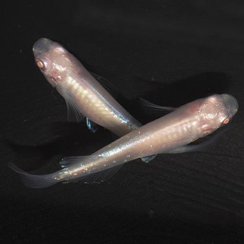 めだか)キララ ピンクゴールドメダカ （約2.5-3cm）（3匹 