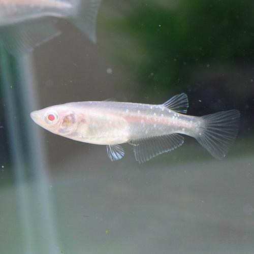 めだか)キララ ピンクゴールドメダカ （約2.5-3cm）（3匹 