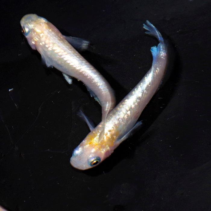 かもめーる 2017 金魚 150枚 金魚王子】三色和金（四つ尾） 15cm前後 (個体番号：vfr215