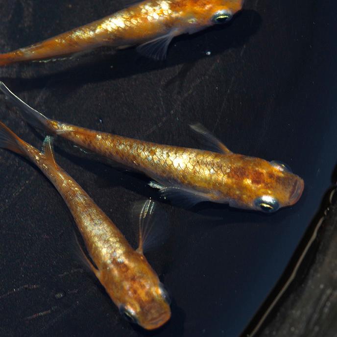 めだか)スーパー銀鱗メダカ （約2.5-3cm）（3匹） : 熱帯魚通販の 