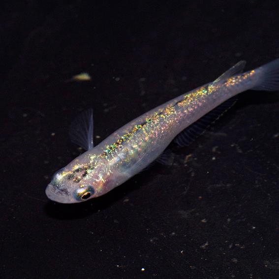 めだか)オーロラブルーラメメダカ 上州めだかブリード（約2cm）（3匹
