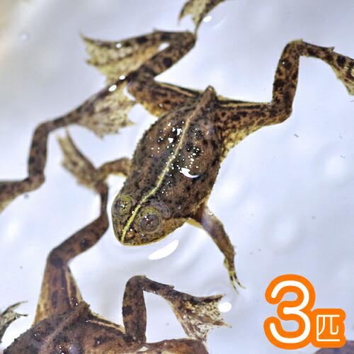 日本初の 両生類 【売り切り御免！】 アジアウキガエル 3匹 約3cm