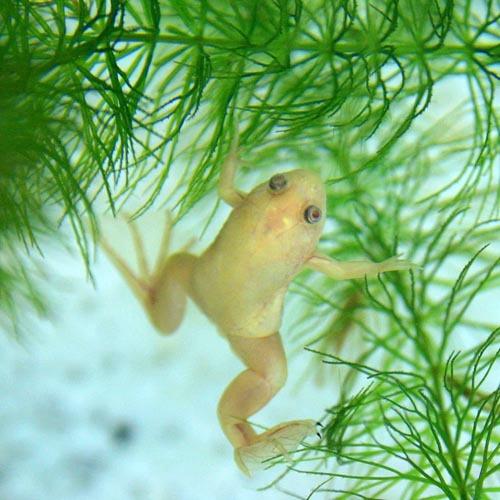 両生類 アルビノアフリカツメガエル 約3 4cm 3匹 A18 1010 熱帯魚通販のネオス 通販 Yahoo ショッピング
