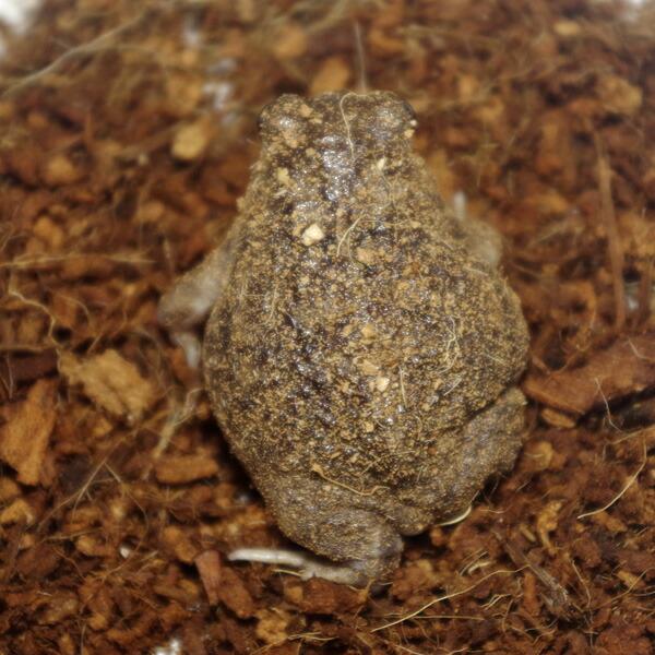 両生類)状態抜群 アメフクラガエル （約3-4cm）（1匹） 【代引き