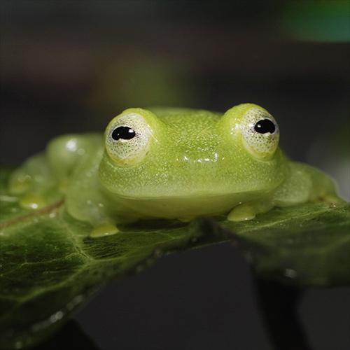 (両生類)沖縄・北海道・離島不可 航空便不可 フライシュマンアマガエルモドキ グミガエル（約1.52cm） a18202009082熱帯魚通販のネオス 通販
