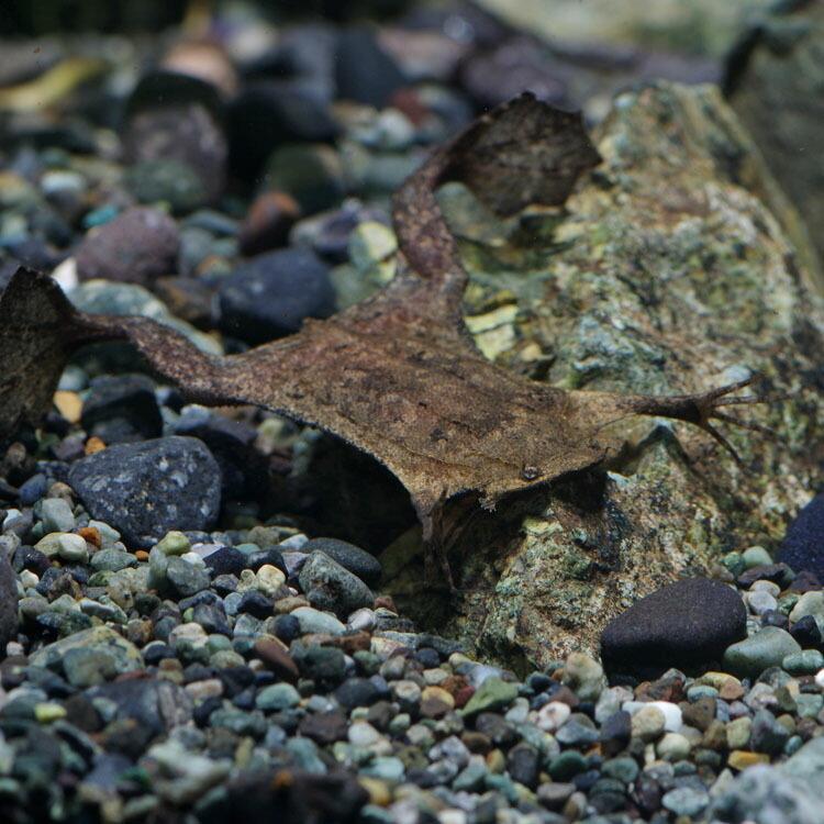 最終値下げ Big ピパピパ 約10 15ｃｍ 1匹 美しい Zoetalentsolutions Com