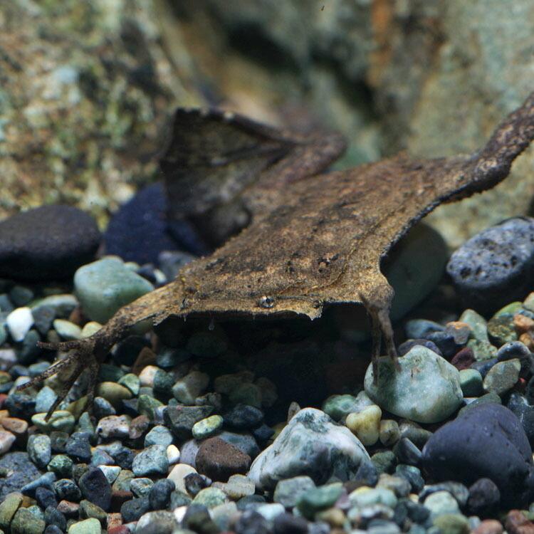 最終値下げ Big ピパピパ 約10 15ｃｍ 1匹 美しい Zoetalentsolutions Com