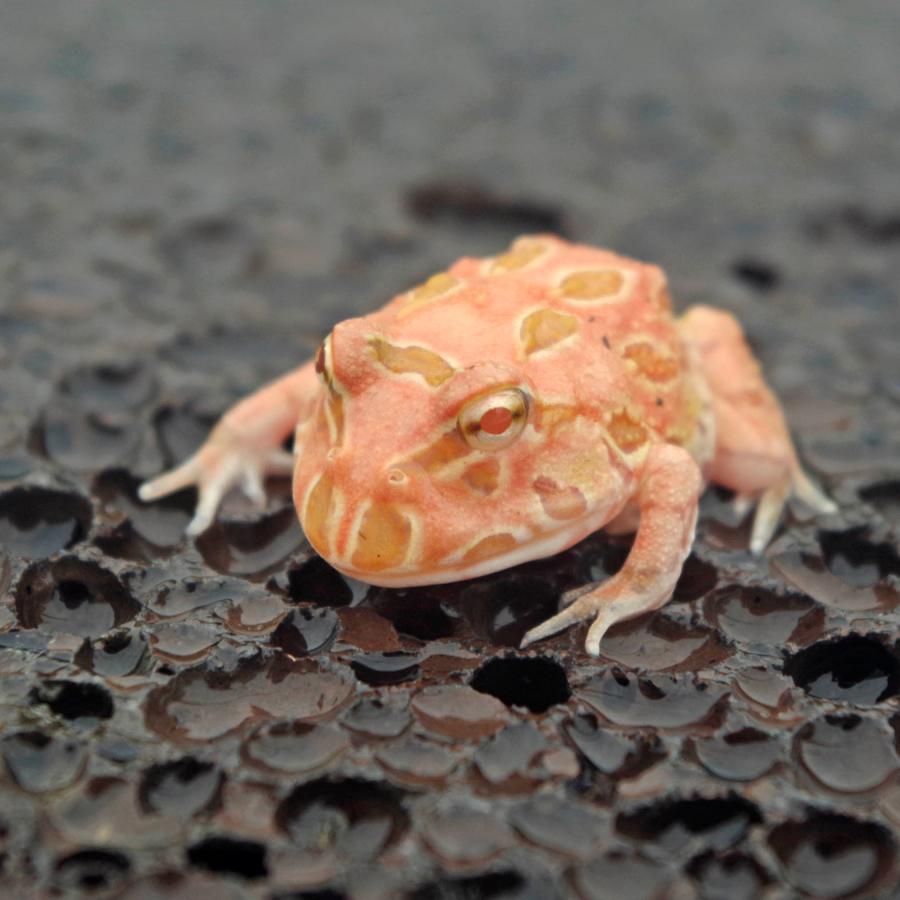 クランウェル ツノガエル アプリコット （約3-4cm）（1匹
