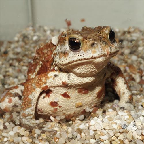 ミヤコヒキガエル　１０匹 両生類)ミヤコヒキガエル （約4-8cm）（10匹） : 熱帯魚通販の
