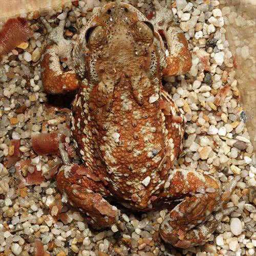 ミヤコヒキガエル　１０匹 両生類)ミヤコヒキガエル （約4-8cm）（10匹） : 熱帯魚通販の