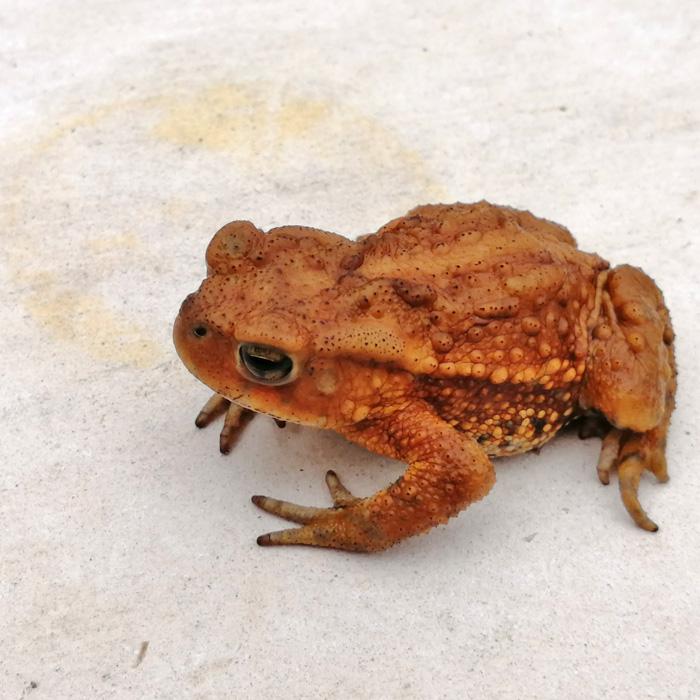 両生類)数量限定 ミヤコヒキガエル 