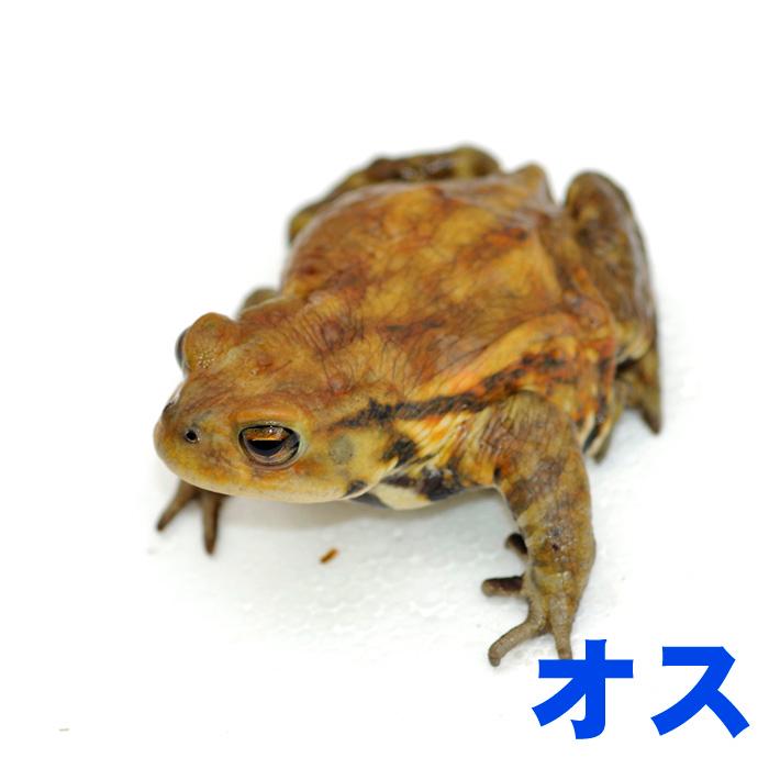 ミヤコヒキガエル　１０匹 ミヤコヒキガエル | ペットレーダー