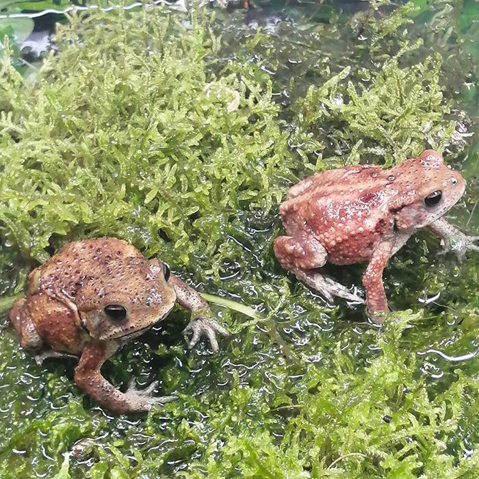 両生類)カワイイ小さめサイズ ミヤコヒキガエル （約3-4cm）（1匹 