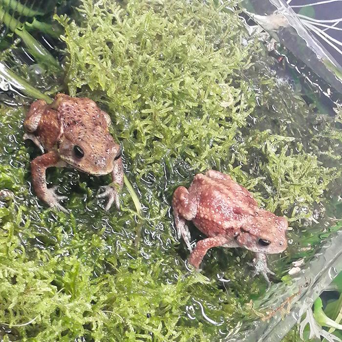 両生類)カワイイ小さめサイズ ミヤコヒキガエル （約3-4cm）（1匹 