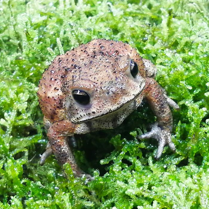 両生類)カワイイ小さめサイズ ミヤコヒキガエル （約3-4cm）（1匹 